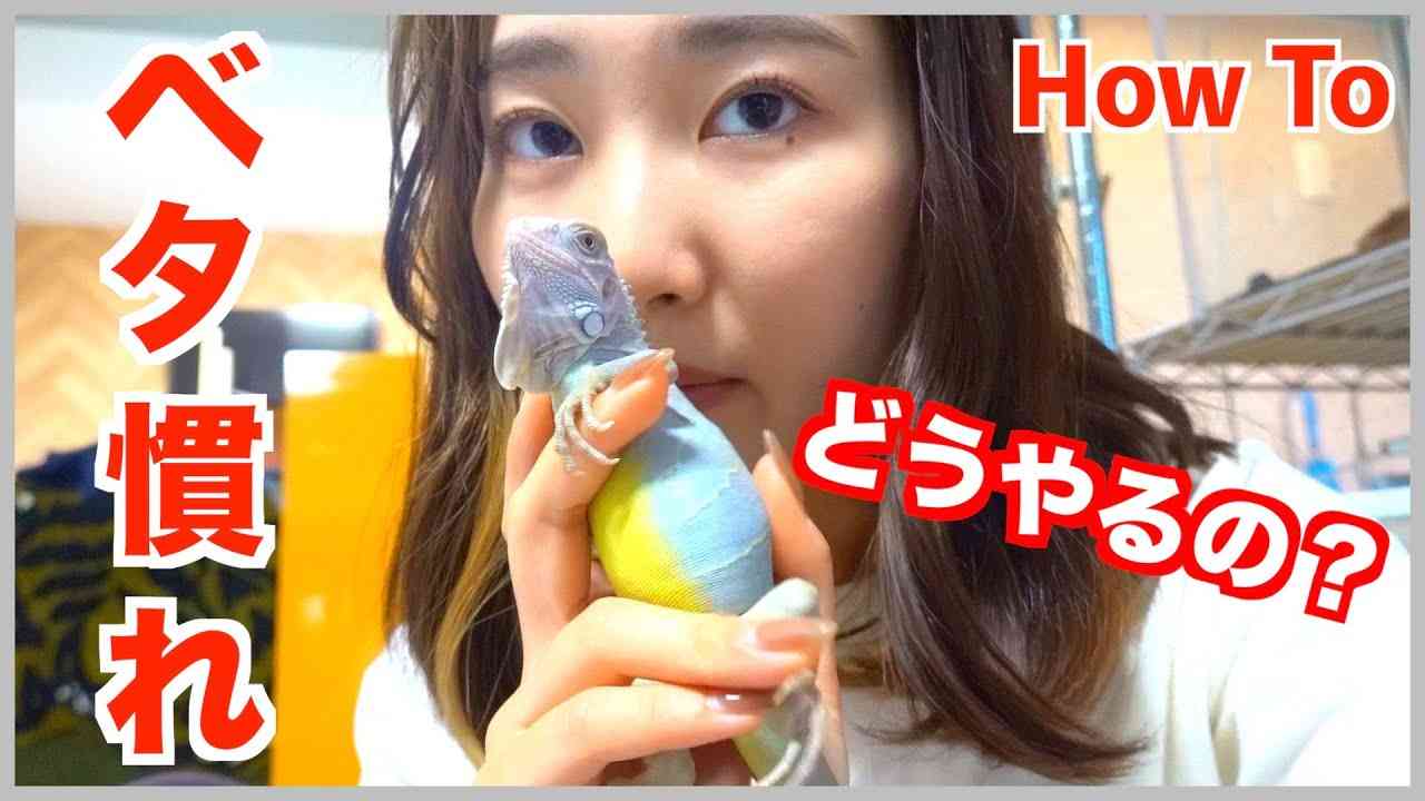 トカゲをベタ慣れにさせる毎日のルーティン《フトアゴヒゲトカゲ》《イグアナ》 - YouTube