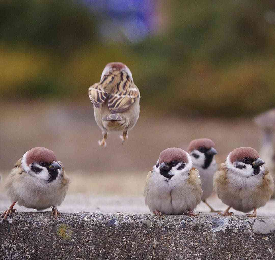 【海外の反応】　パンドラの憂鬱 海外「どうして日本の動物だけ…」 日本に生息するスズメ達が可愛すぎると話題に