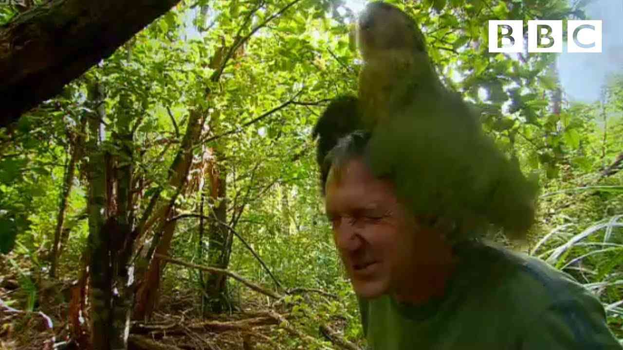 Shagged by a rare parrot | Last Chance To See - BBC - YouTube