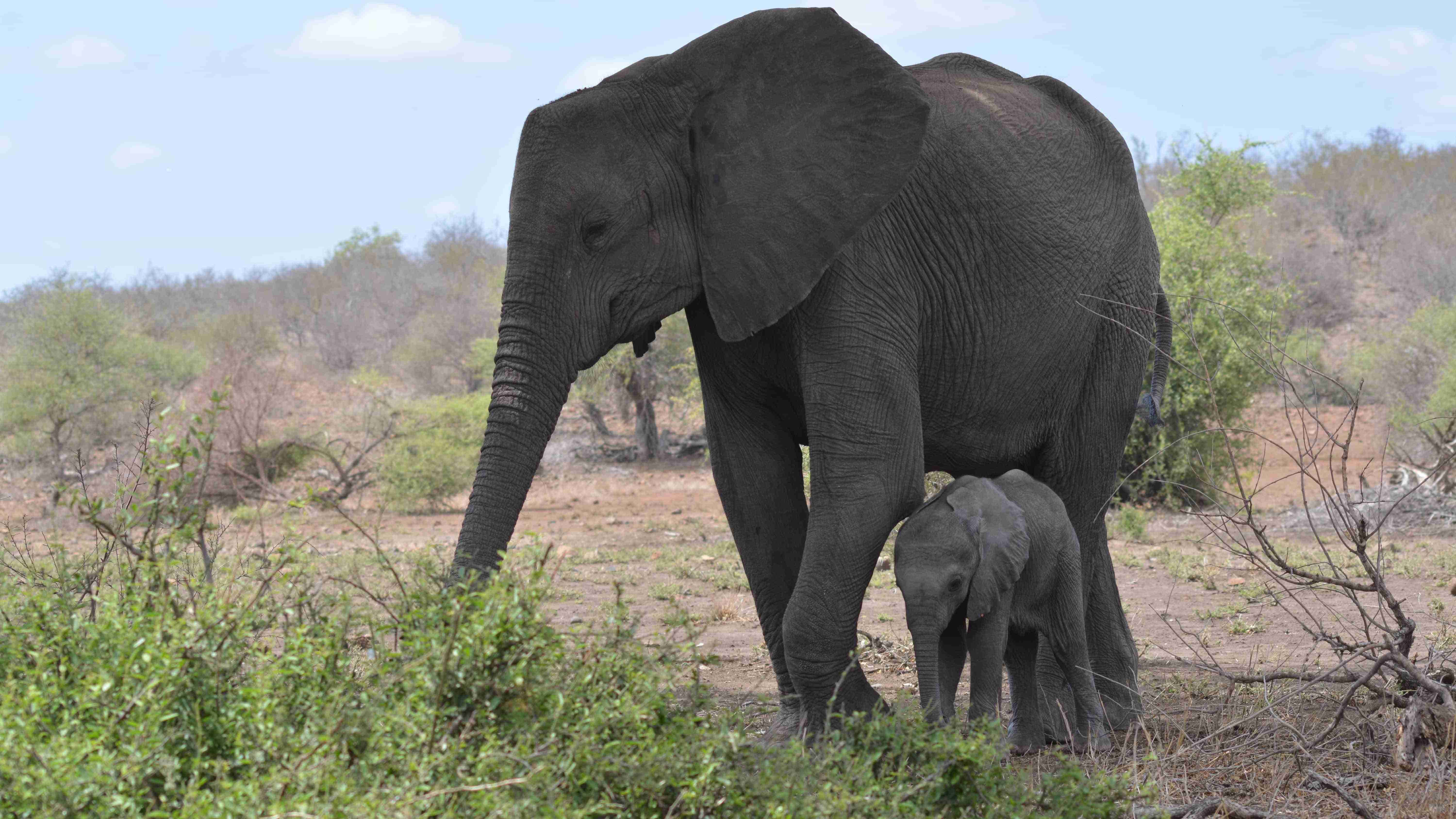  Tembe Elephant Park｜Explore.org