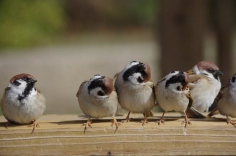容量オーバー感、鳥がぎゅうぎゅうにくっついているだけ「なんでこんなに癒されるの…」