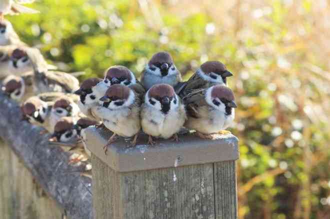 容量オーバー感、鳥がぎゅうぎゅうにくっついているだけ「なんでこんなに癒されるの…」