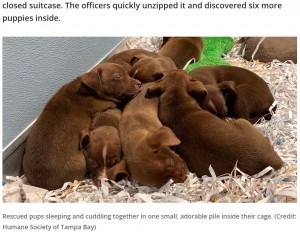 放置されたスーツケースの中から子犬6匹を発見「なぜこんな残酷なことを」怒りの声（米）