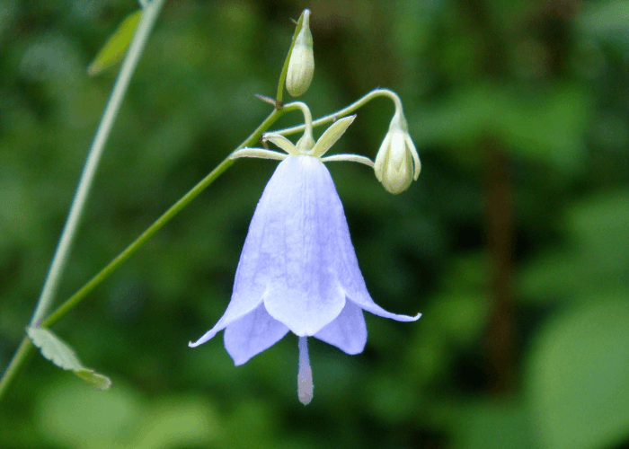 マイナーだけど魅力ある花〖植物〗