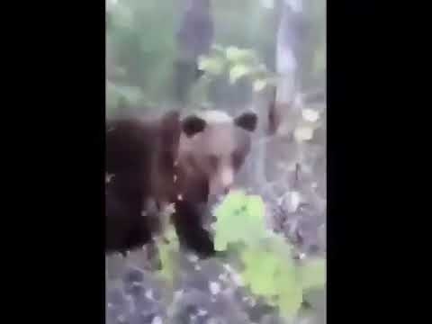 ヒグマ舐めてるとこうなります(北海道） - YouTube
