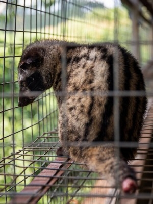 1杯1万円ものコーヒーの影で、ジャコウネコの悲惨な飼育状況（ベトナム） (2019年10月7日) - エキサイトニュース