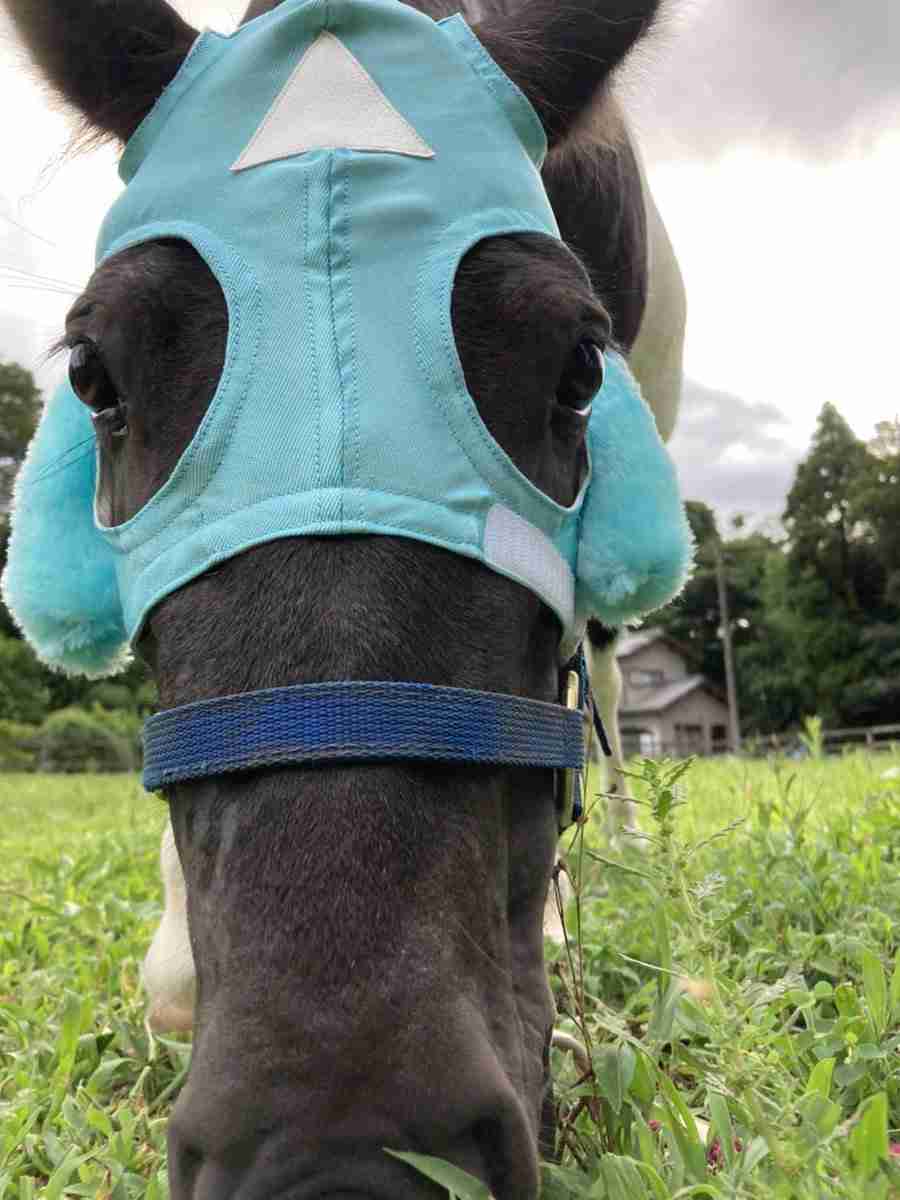 名前を知ってる競走馬はプラスで