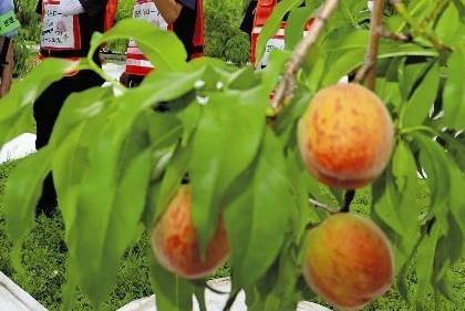 桃盗難、山梨2市で1万4400個…「これほど大量の被害は今までない」