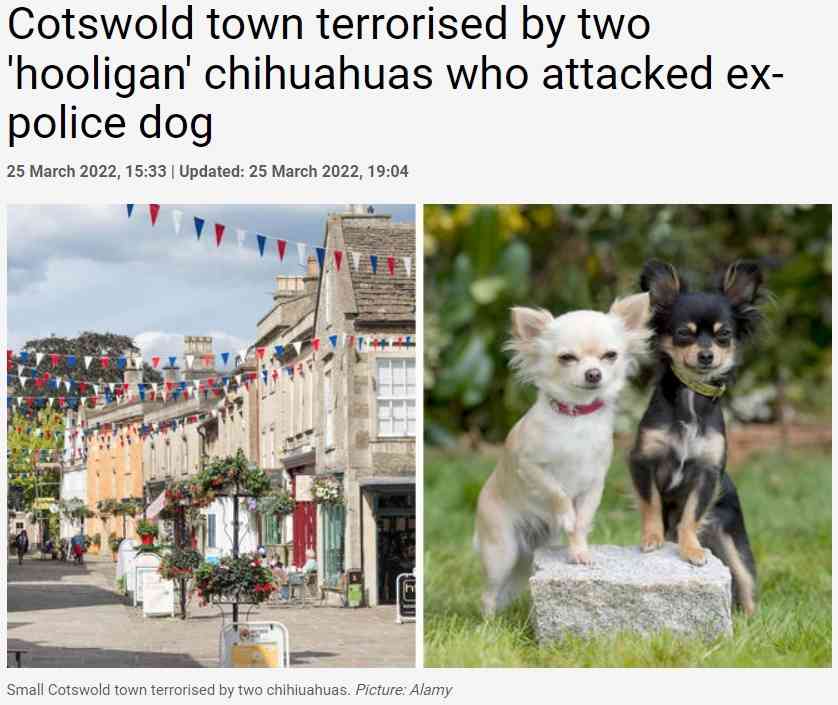 【海外発！Breaking News】「フーリガン」と呼ばれる2匹のチワワ、元警察犬を襲い地元住民を恐怖に陥れる（英） | Techinsight（テックインサイト）|海外セレブ、国内エンタメのオンリーワンをお届けするニュースサイト