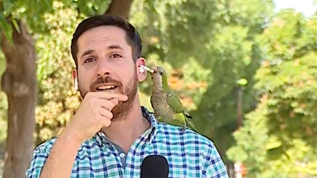 生中継に乱入のインコ、記者のイヤホン盗む　泥棒増加のニュース報道中