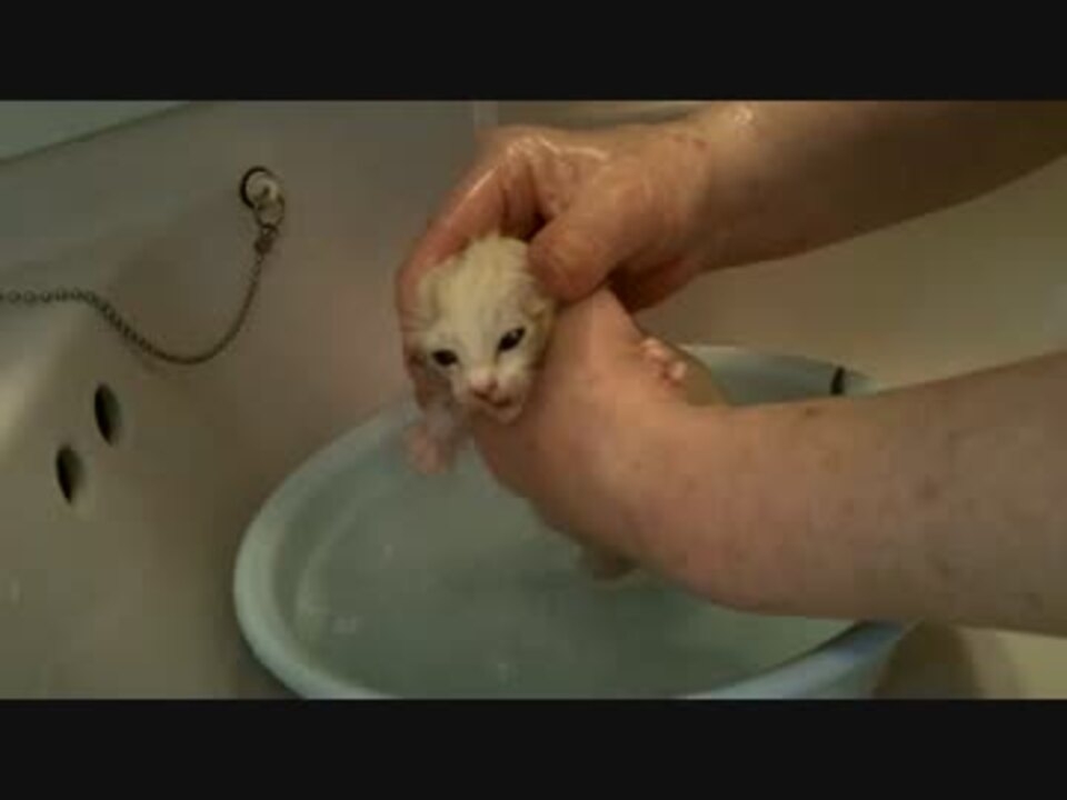 汚い仔猫を見つけたので虐待することにした(1匹目） - ニコニコ動画
