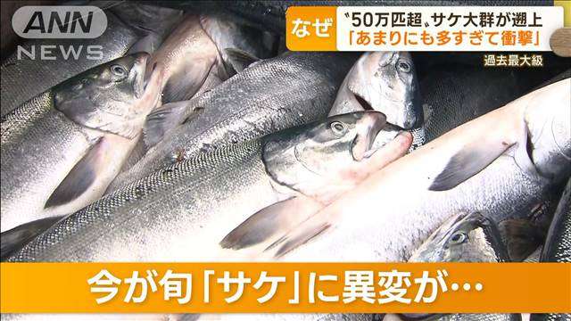 “50万匹超”サケ大群が遡上　“過去最大級”専門家も驚き　放流時の“海水温”原因か
