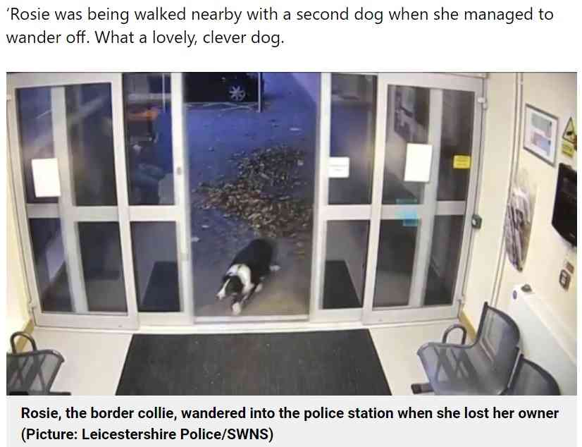散歩中に逃げ出すも、自ら警察署を訪れた犬に「賢い!」と絶賛の声(英)