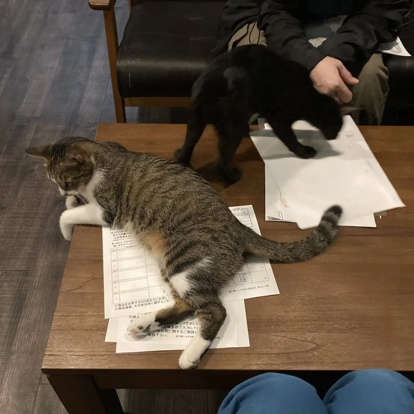 憧れの「猫によるハラスメント」を味わえます　猫好きの、猫好きによる、「猫のためのコワーキングスペース」爆誕