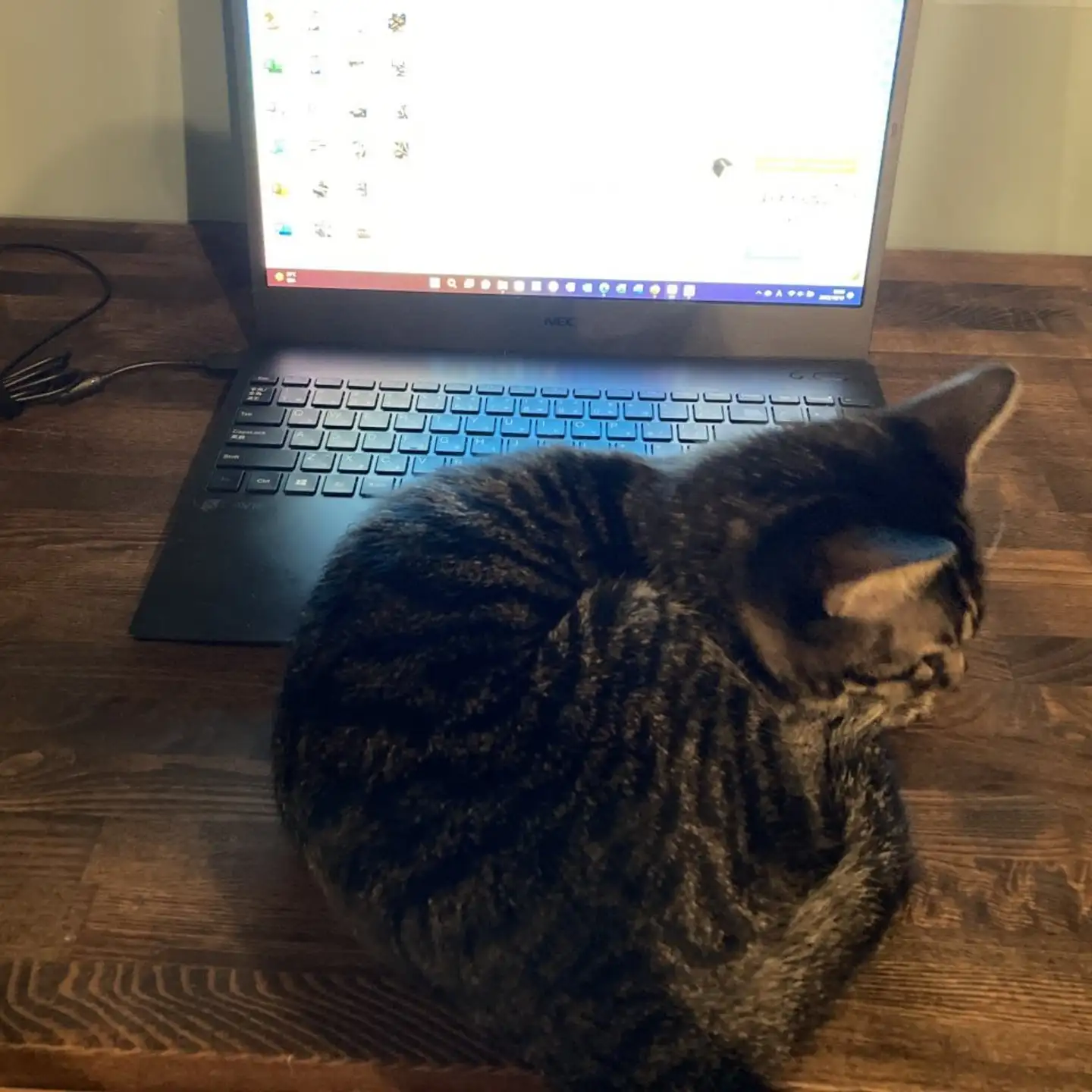 憧れの「猫によるハラスメント」を味わえます　猫好きの、猫好きによる、「猫のためのコワーキングスペース」爆誕