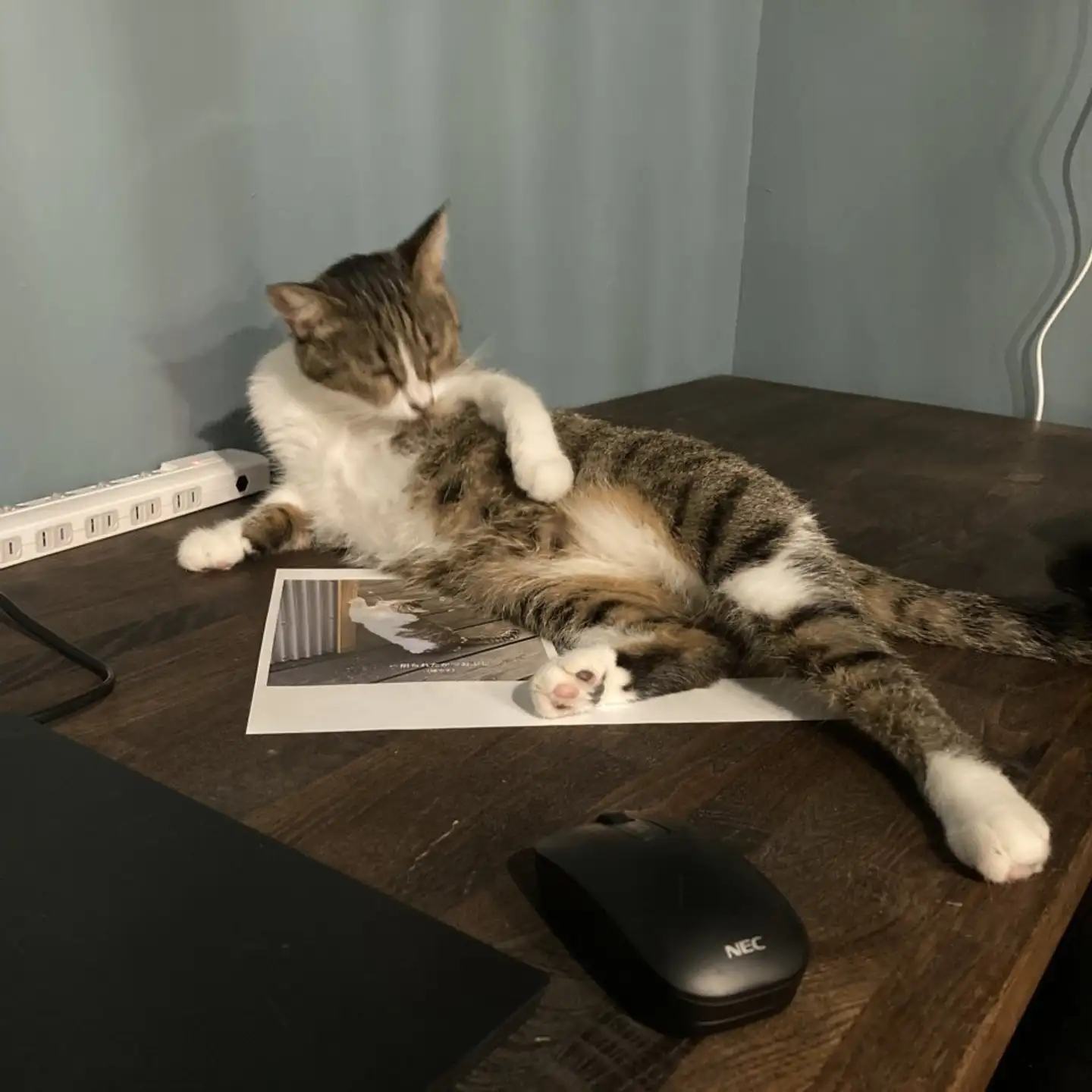 憧れの「猫によるハラスメント」を味わえます　猫好きの、猫好きによる、「猫のためのコワーキングスペース」爆誕