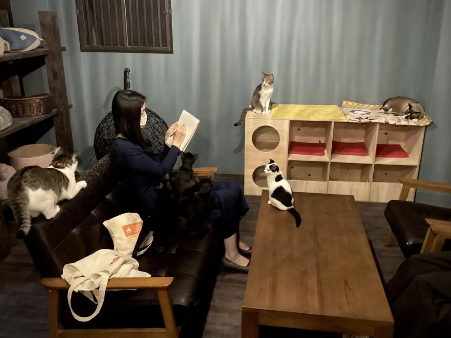 憧れの「猫によるハラスメント」を味わえます　猫好きの、猫好きによる、「猫のためのコワーキングスペース」爆誕