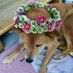 農業姉妹 on Twitter: 