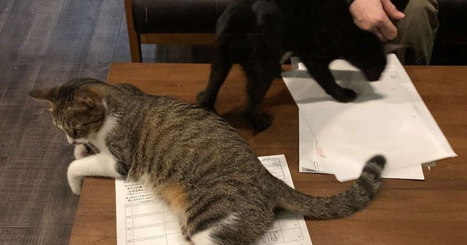 憧れの「猫によるハラスメント」を味わえます　猫好きの、猫好きによる、「猫のためのコワーキングスペース」爆誕(全文表示)｜Jタウンネット