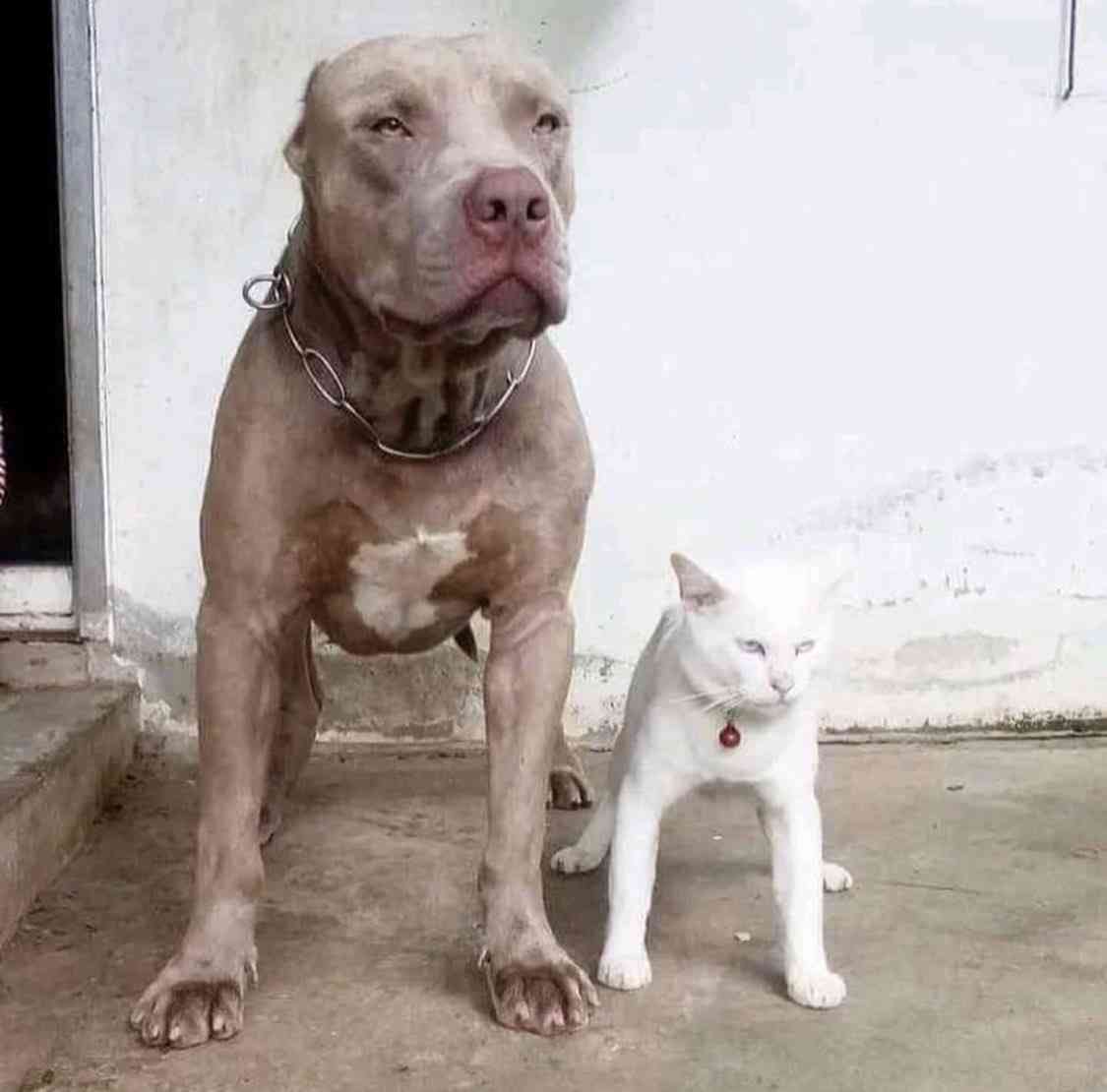 自分のことをトイプードルだと思ってるゴールデンレトリバーさんのお写真