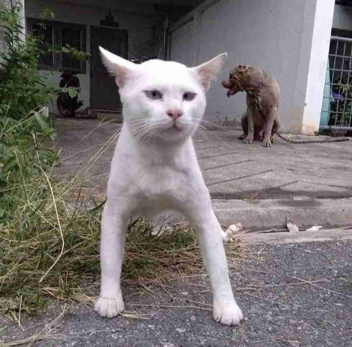 自分のことをトイプードルだと思ってるゴールデンレトリバーさんのお写真