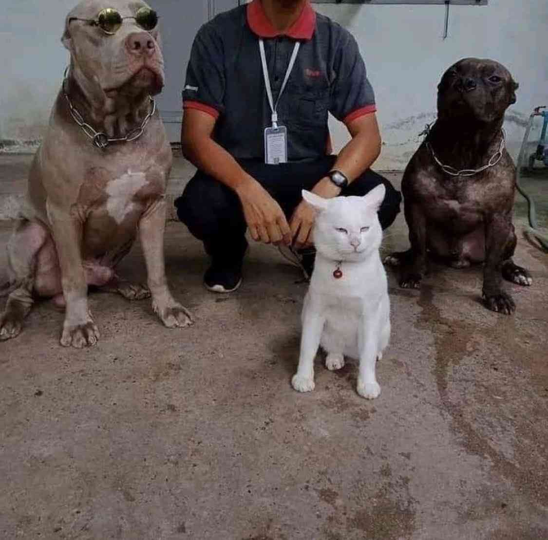 自分のことをトイプードルだと思ってるゴールデンレトリバーさんのお写真