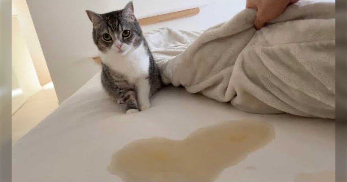 SNSで人気の猫「もちまる」ちゃんを心配するツイート集 - Togetter