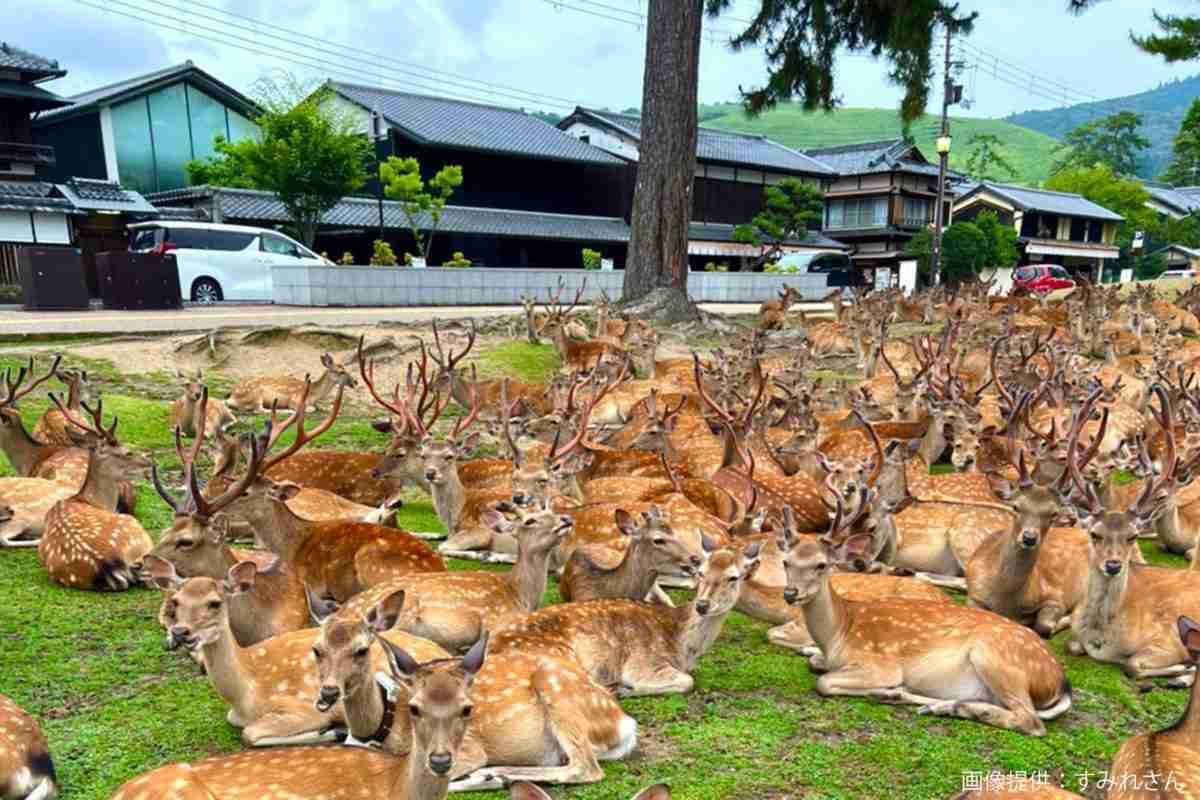 友人からの写真、背景を見てゾッとした…　奈良県の日常が「どう見ても合成」と話題