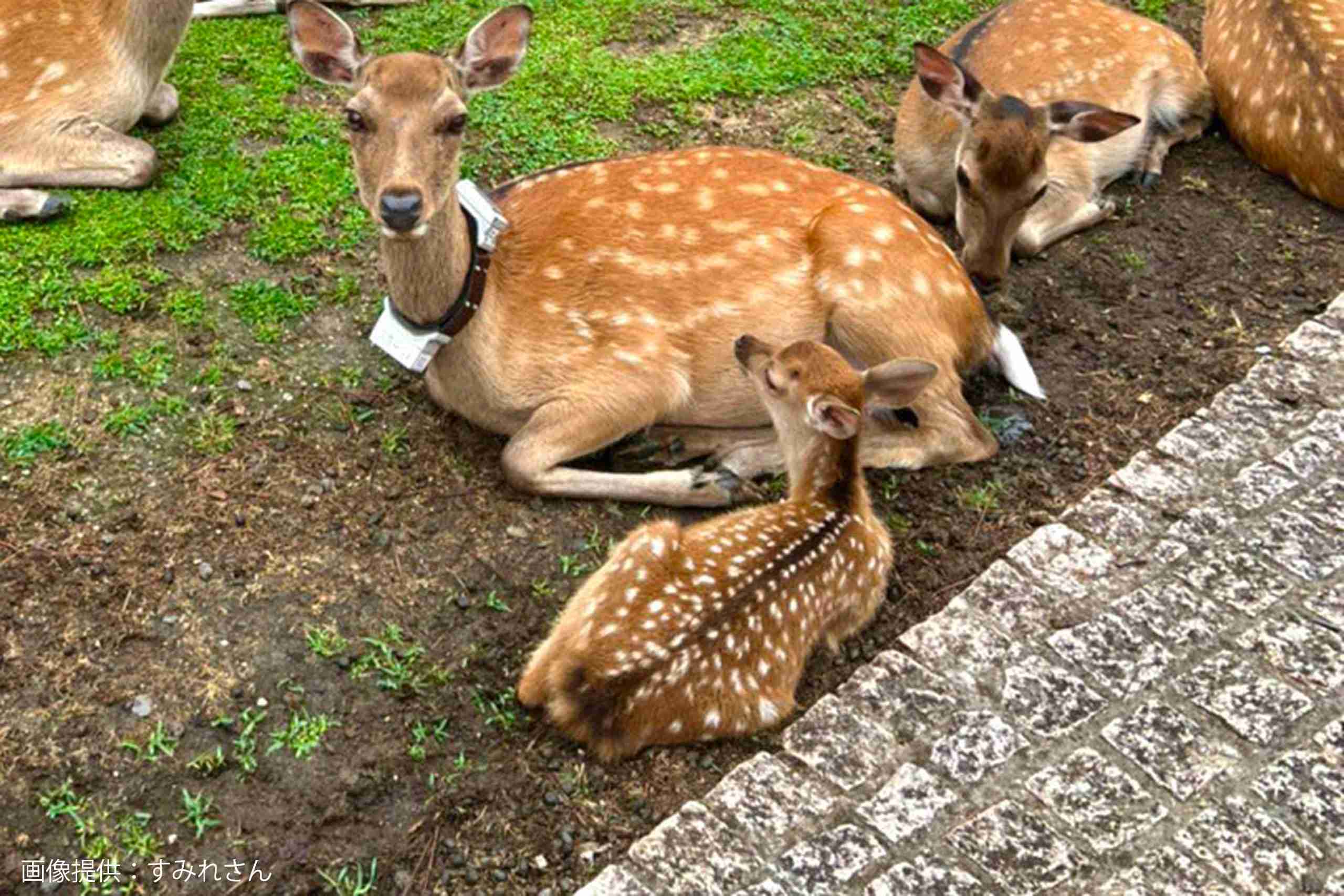 友人からの写真、背景を見てゾッとした…　奈良県の日常が「どう見ても合成」と話題 – Sirabee