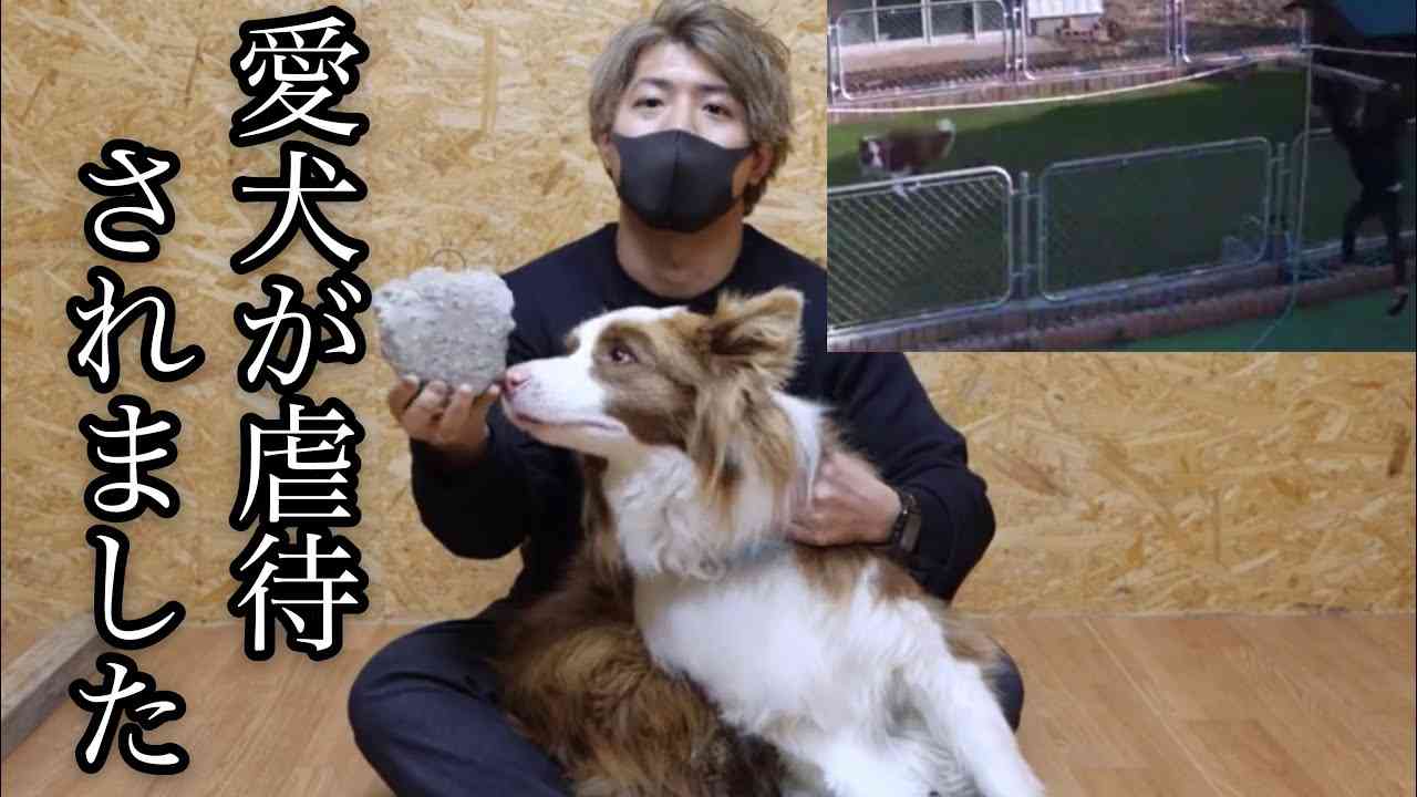 【不法侵入】うちのボーダーコリーが知らない子供に酷い虐待を受けていました。 - YouTube
