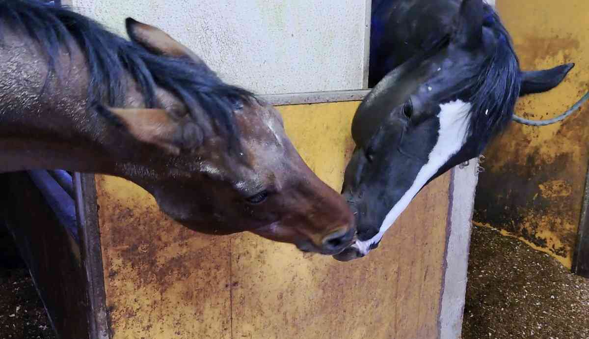 名前を知ってる競走馬はプラスで
