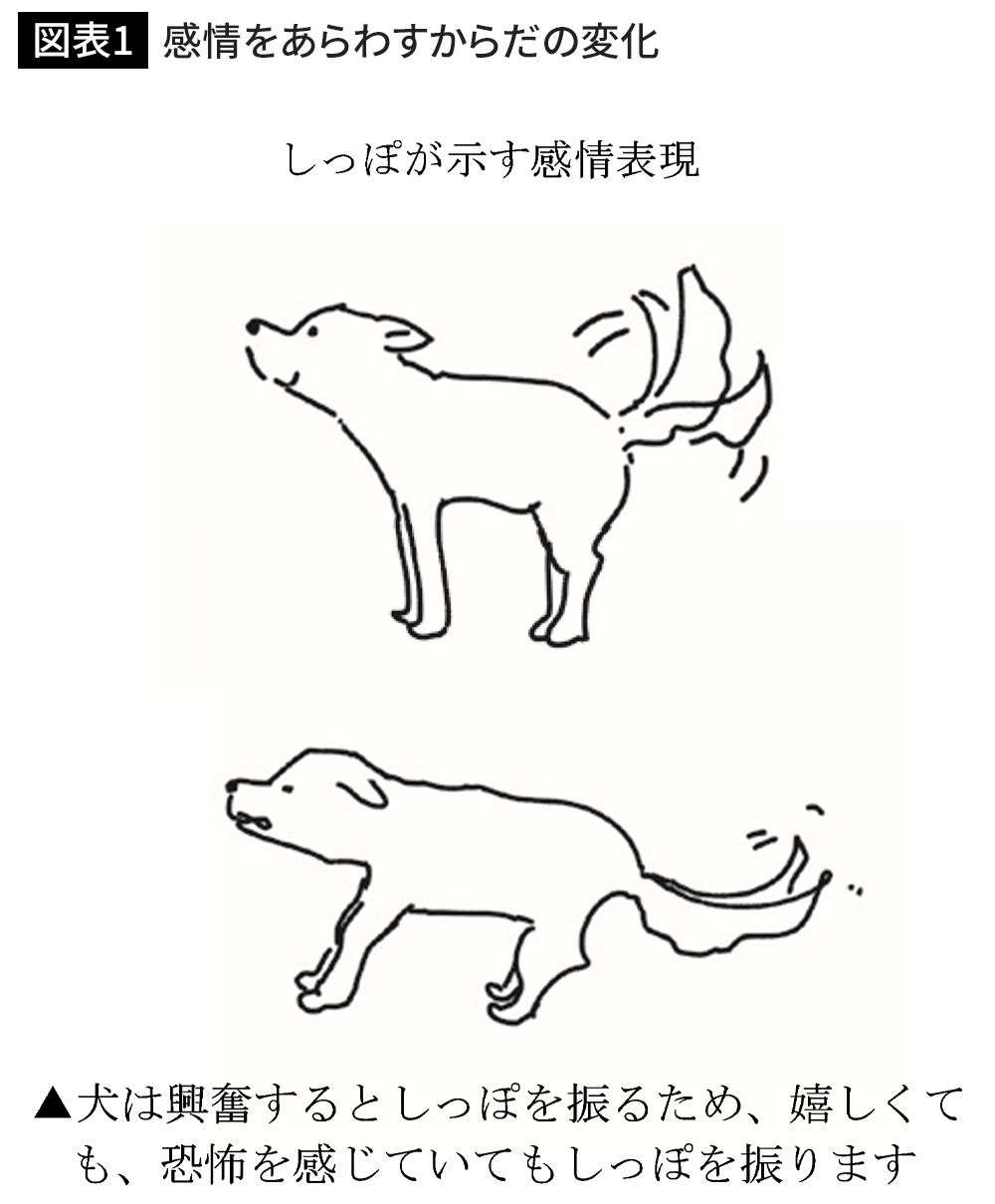 「シッポを振る犬は喜んでいる」には根拠がない…科学的エビデンスにもとづく犬の正しい接し方