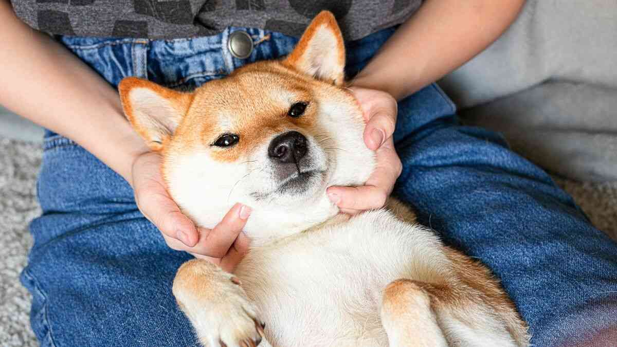 ｢シッポを振る犬は喜んでいる｣には根拠がない…科学的エビデンスにもとづく犬の正しい接し方 この20年の研究で多くの常識が覆された | PRESIDENT Online（プレジデントオンライン）