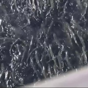 「連日サケで川がゴッチャゴチャ…」
