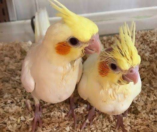 オススメのチーク教えて‼︎