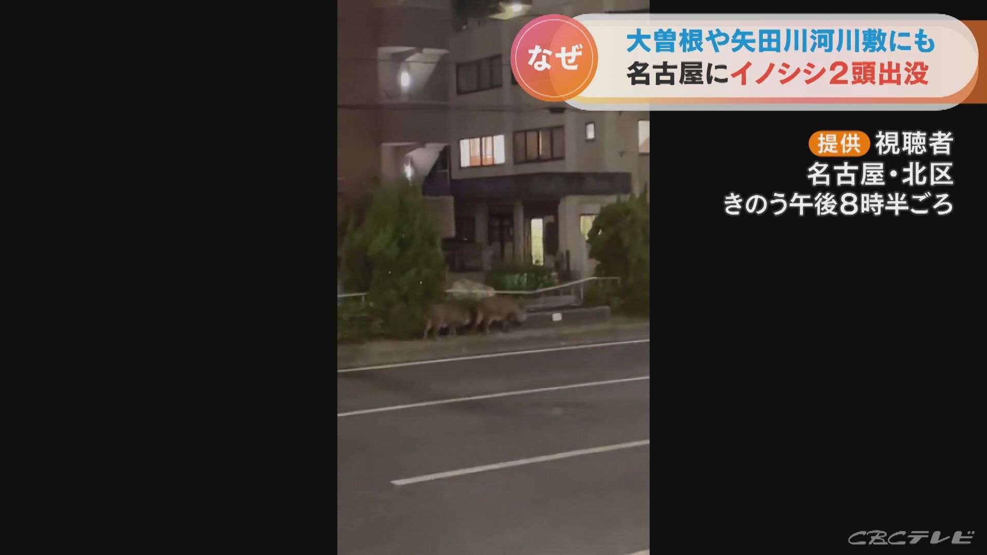 街中に２頭のイノシシが出現　住宅街に近い道路や河川敷で　名古屋市が注意を呼びかけ | 東海地方のニュース【CBC news】 | CBC web (1ページ)