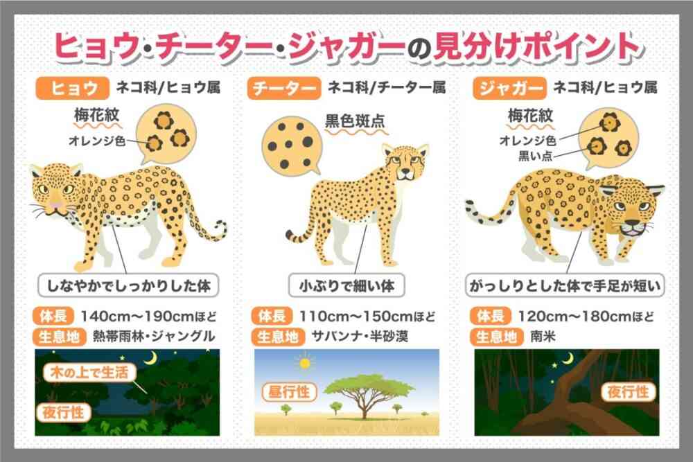 体長150センチの大型犬が逃走か　30人態勢で捜索も見つからず　「見付けても近づかず、警察へ通報を」　千葉・四街道市