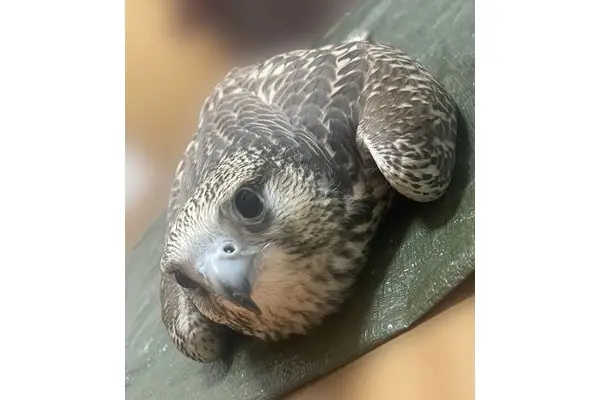 自宅に侵入した小学生がペットの鷹やハヤブサに岩を…飼い主が被害を告白「足から血が出て羽も折れていた」
