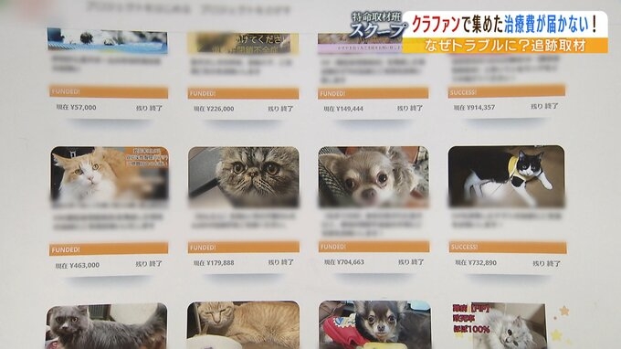 「この子たちの命が失われてしまう可能性ある...」クラファンサイトで猫の治療費を集めたのに『サイト運営者からお金が届かない』複数利用者が訴え...追跡取材