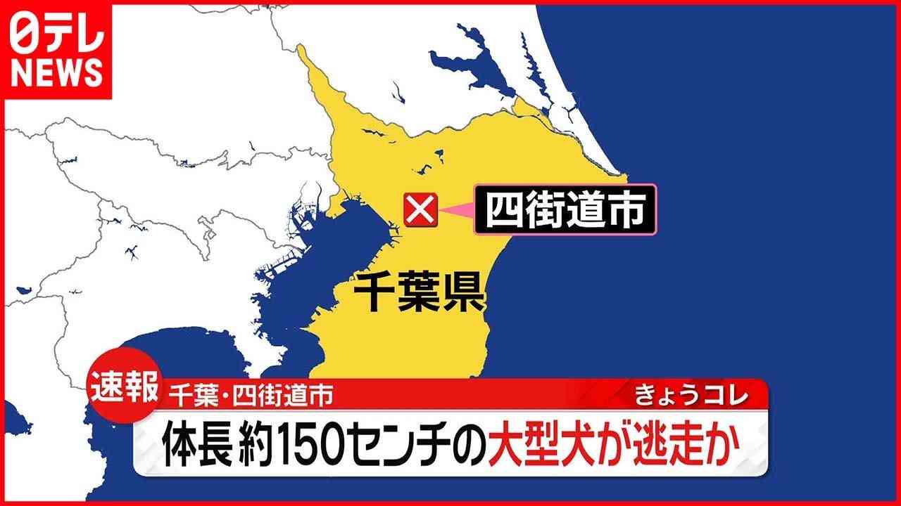 体長150センチの大型犬が逃走か　30人態勢で捜索も見つからず　「見付けても近づかず、警察へ通報を」　千葉・四街道市