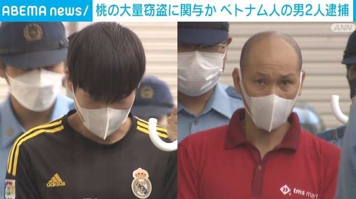 山梨県内の畑から桃約600個盗んだか　ベトナム人の男2人を逮捕