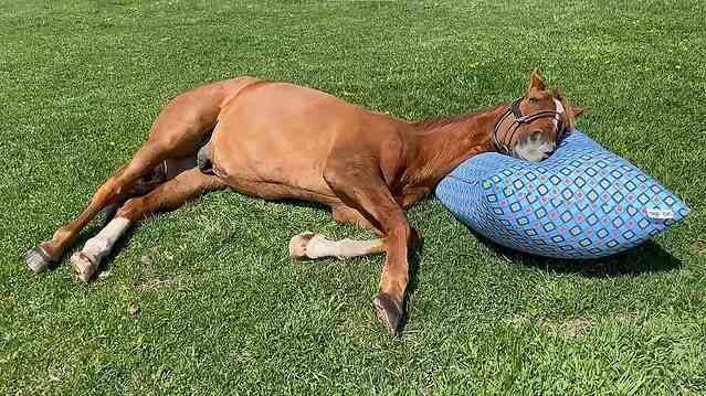 名前を知ってる競走馬はプラスで