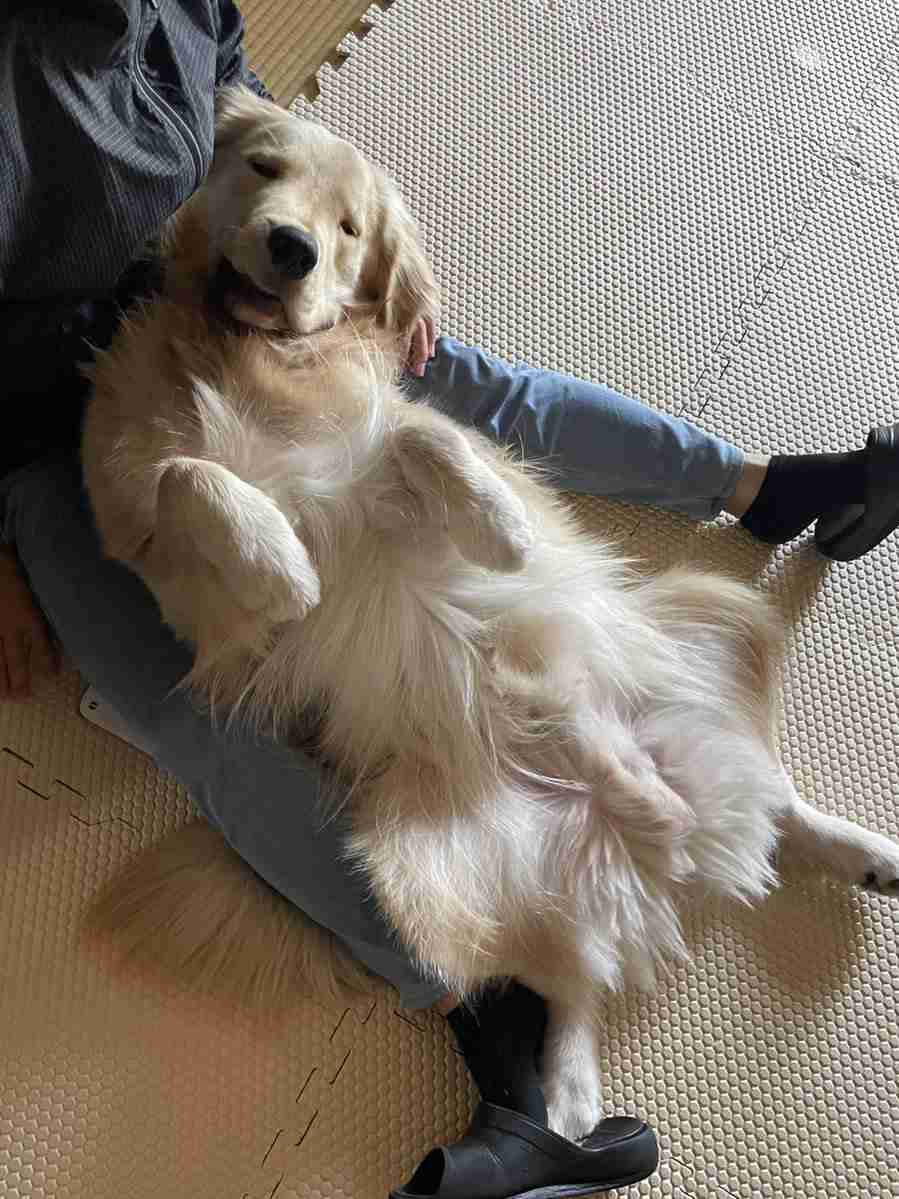 自分のことをトイプードルだと思ってるゴールデンレトリバーさんのお写真