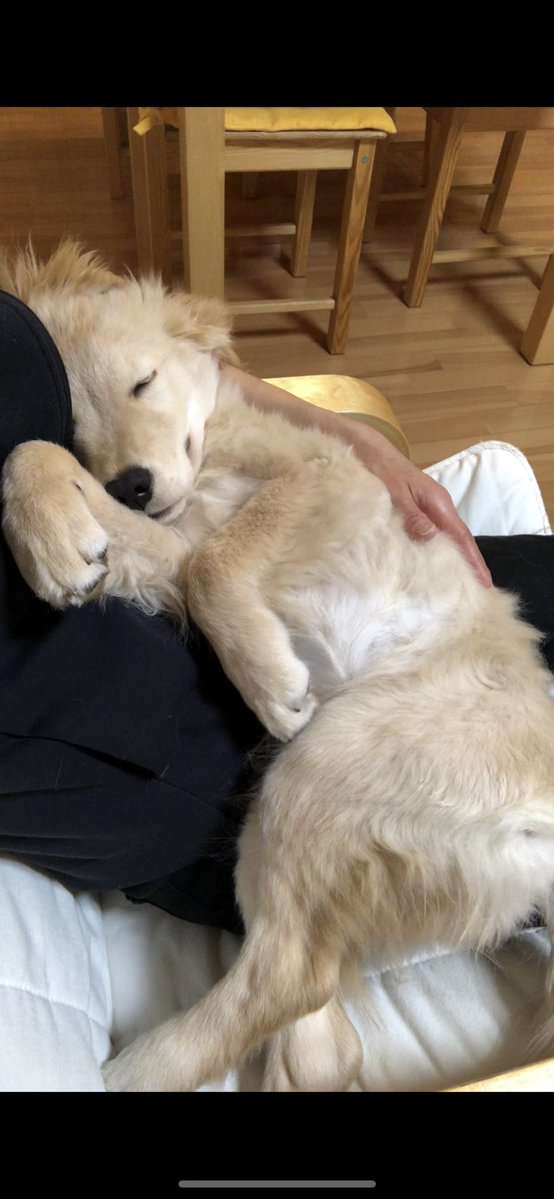 自分のことをトイプードルだと思ってるゴールデンレトリバーさんのお写真