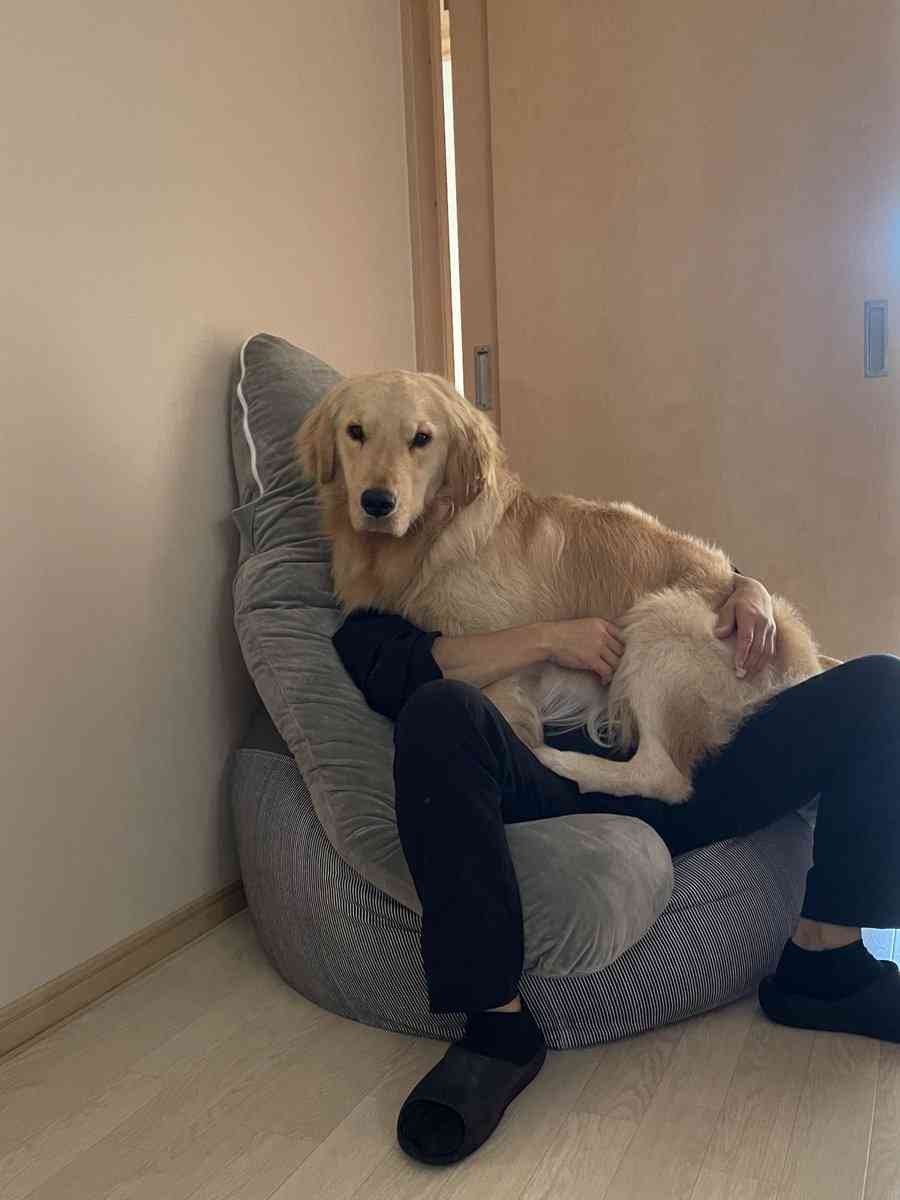 自分のことをトイプードルだと思ってるゴールデンレトリバーさんのお写真