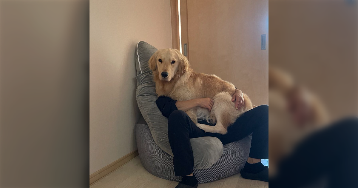 自分のことをトイプードルだと思ってるゴールデンレトリバーさんのお写真「うちにもいる」 - Togetter