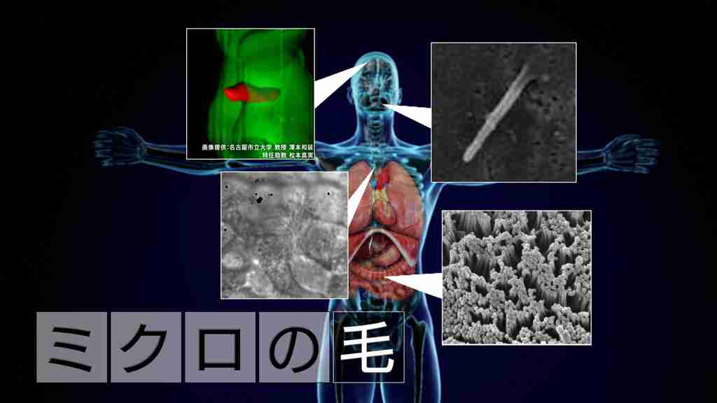 「“ミクロの毛” 細胞を指揮する司令塔」 - ヒューマニエンス 40億年のたくらみ - NHK