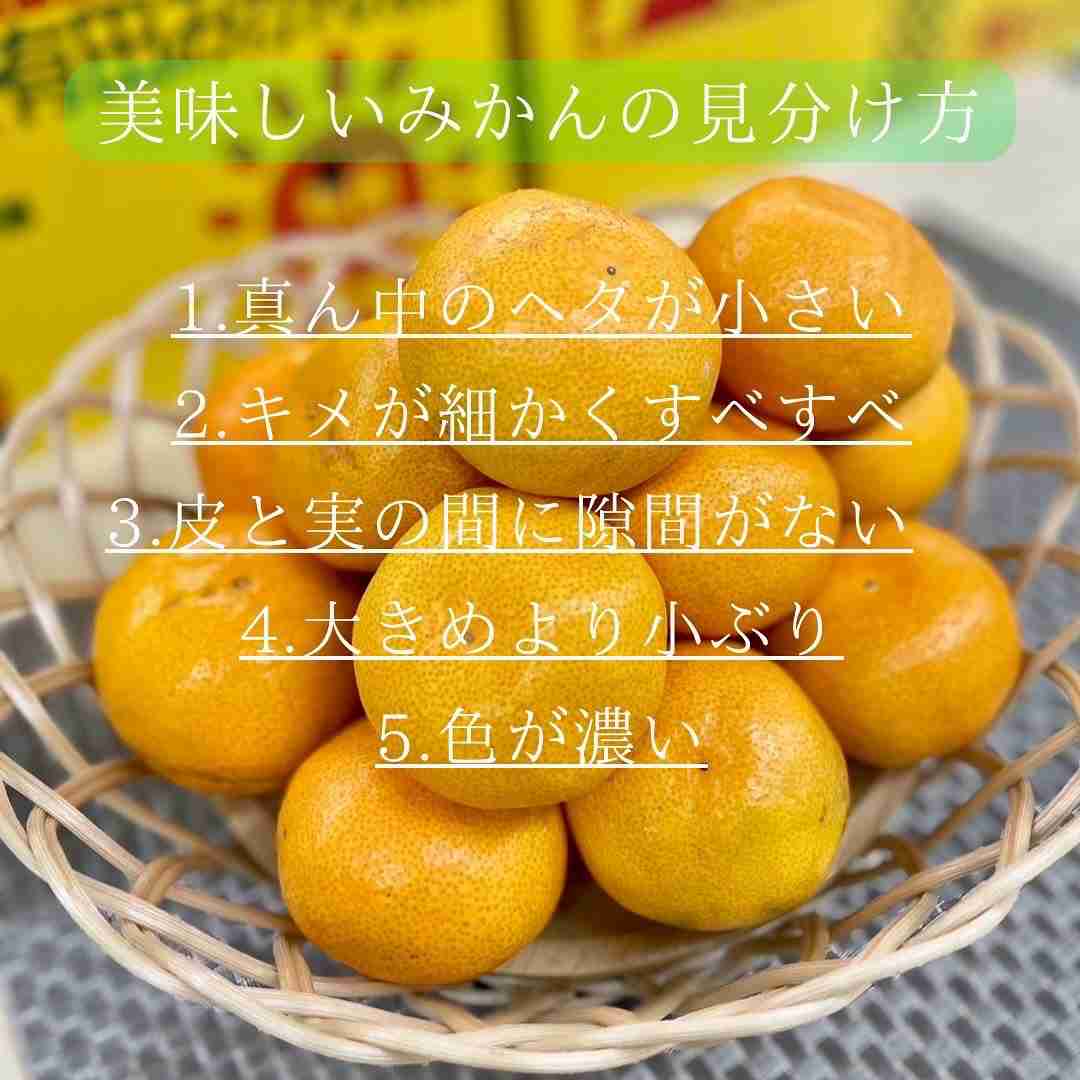 みかんがおいしい季節、覚えておきたい“おいしいみかんの見分け方”→みかん県の人「経験則だから」