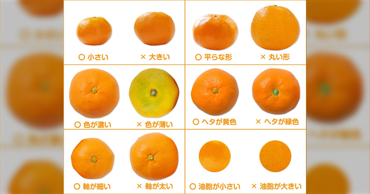 みかんがおいしい季節、覚えておきたい“おいしいみかんの見分け方”→みかん県の人「経験則だから」 - Togetter
