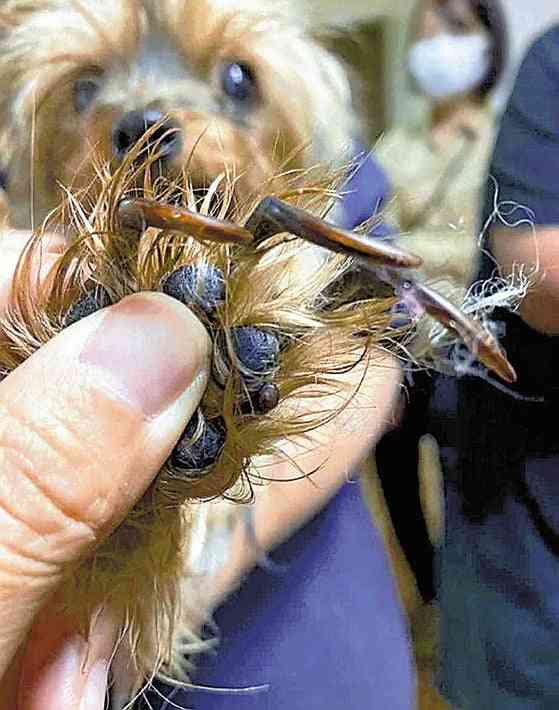 冷凍庫に大量の犬の死骸、病気・負傷の犬も発見…女「この程度は虐待ではない」：写真 : 読売新聞オンライン
